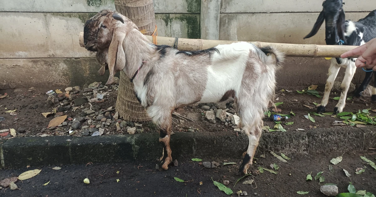 News And Event The Spirit of Qurban at Lemtek UI on Eid al-Adha 1446 H 5 ~blog/2025/6/17/foto_kambing_1_lemtek_idul_ad_ha_2025
