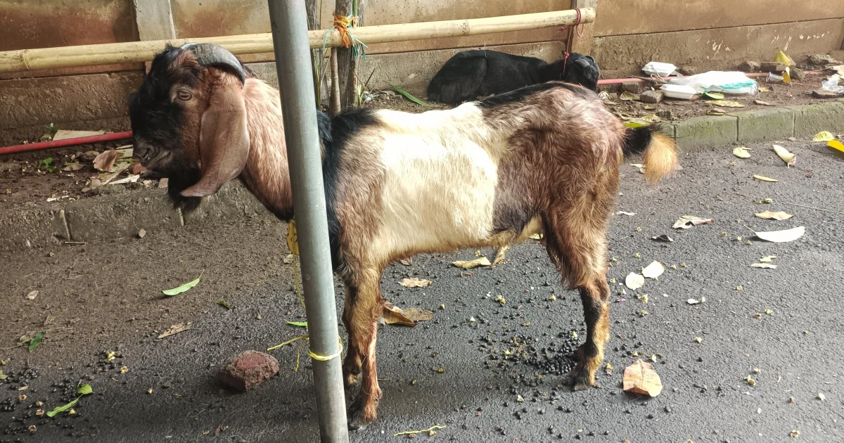 News And Event The Spirit of Qurban at Lemtek UI on Eid al-Adha 1446 H 4 ~blog/2025/6/17/foto_kambing_2_lemtek_idul_ad_ha_2025
